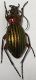 Carabus1.jpg