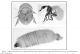 phoridae.jpg