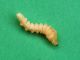 Psacothea_hilaris_2^_larva (1).jpg