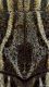 Coniocleonusdetail.jpg