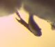 RAPTOR MINOR SPIKES.jpg