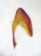 Gyrohypnus 2.JPG