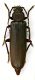 Arhopalus sp. 1.JPG