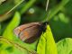 erebia_euryale_ocellaris_fei_8289.jpg