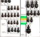 Carabidae 2.JPG