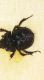 Geotrupes Gambarie VI 1994 2.jpg