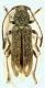Trichoferus alto (8274).jpg