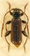 Poecilium alto (8058).jpg
