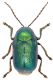 Cryptocephalus-Viggiano.jpg