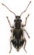curculionidae_SanGregorio_18-VI-2010_3,4mm.jpg