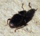 Cathormiocerus sp. (5-9-08 Montes de Torrero).jpg