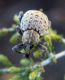 Donus sp. 1 (21-10-07 Mediana).jpg