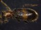 rsz_cleridae_201b_1.jpg