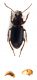 Comb2574_20zL6cr.jpg