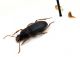 Comb2575_42zL6cr.jpg