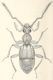 Cratna-torticornis.jpg