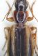 Cymindis2.jpg