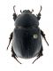 Comb2593_17zL6cr.jpg