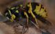 IMG_8809_wasp_sm.JPG