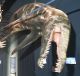 Liopleurodon ferox.jpg