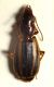 Cymindis.jpg