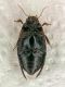 Hydaticus seminiger 771009 VG (1) (Large).jpg