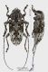 Atrypanius_conspersus_s.jpg