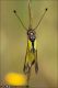 Libelloides_latinus_F_2390.jpg