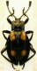 Eumorphus eurynotus 2.JPG