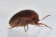3 nycteus meridionalis eucinetidae baronessa .JPG