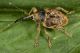 Curculio sp. Abazia (25a).jpg
