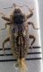 curculio1.jpg