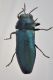 1 buprestidae baronessa .jpg