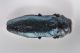 2 buprestidae baronessa _modificato-1.jpg