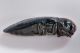 3 buprestidae baronessa _modificato-2.jpg