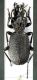 tn_Pterostichus.jpg