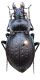 Carabus (Mesocarabus) usitanicus latus gougeleti Reiche, 1863 - Kopie.JPG