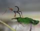 Extatosoma tiaratum L1 - 01.JPG