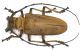 R.mandibularis 3.jpg