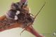 IMG_5614_Phymatodes_fasciatus_s.jpg