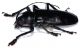 Cerambycidae 1b.jpg