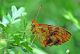 boloria  boh.jpg