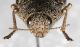 Buprestidae dorato2.JPG