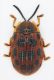 Cassidinae sp.10-Thailand-10,8mm-R.jpg