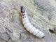 temno larva 1.JPG