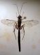 Neoxorides nitens m.JPG