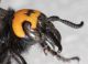 Scolia flavifrons5.JPG
