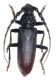 Cerambyx dux 3.jpg