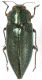 Latipalpis plana1.JPG