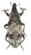 Curculionidae ID1.JPG